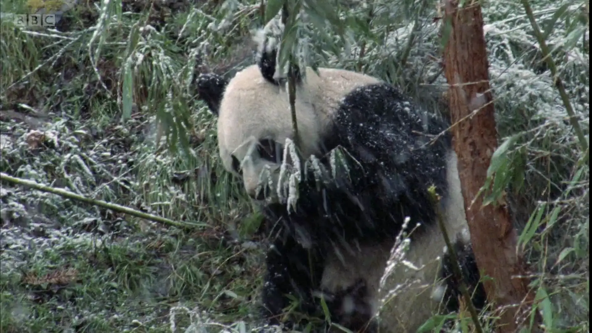 Qinling giant panda (Ailuropoda melanoleuca qinlingensis) as shown in Planet Earth - Mountains